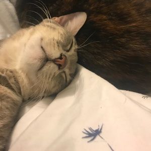 Meet your Posher, Miranda